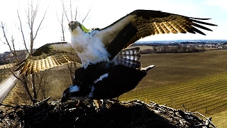 Fish eagle shows female surprising tenderness during mating