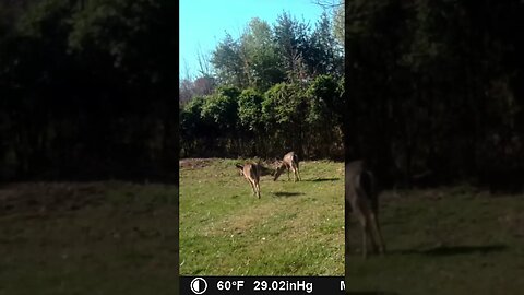 2 pretty 😍 deers 🦌 strolling in the 🌞 sun #cute #funny #animal #nature #wildlife #trailcam #farm