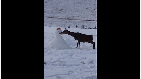 Cautious deer approaches snowman, eats his carrot nose