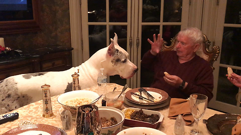 Funny Deaf Great Dane and Grandpa Talk Sign Language