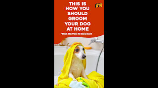 Top 4 Tips For Grooming Your Pet Dog At Home *