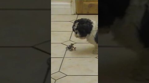 Shih Tzu Barking at Toy Car