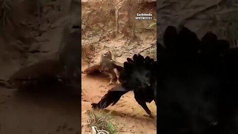 Rooster Humbles Eagle