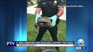 Gopher tortoise poaching suspect arrested in Martin County