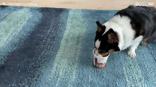 Greedy dog refuses to share ice cream