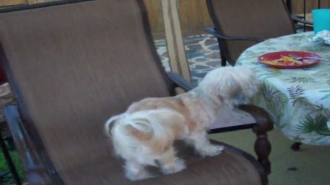 Adorable Canine Friend Spins On A Chair