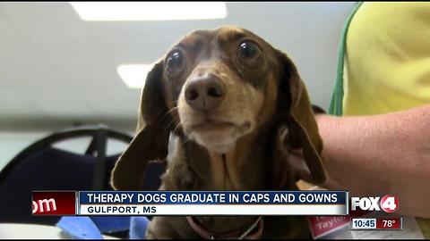 Therapy dogs graduate in caps and gowns