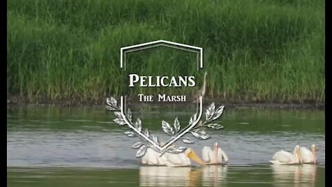 The Marsh - Pelicans. Chapter I.
