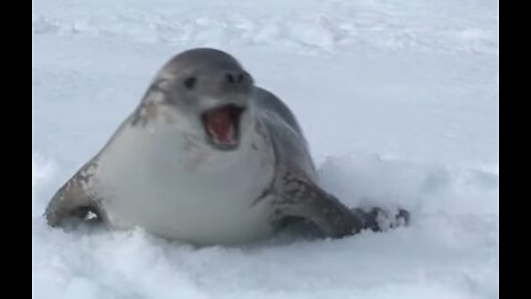 “Harp Seals: Surviving on Thinning Ice”