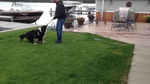 Two Adorable Dogs Play Fetch