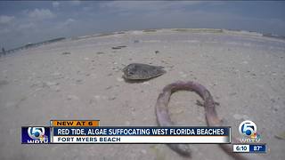 Red Tide suffocating Florida west coast beaches