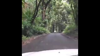 Jungle Road Hawaii