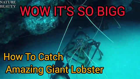 Amazing Catch Giant Lobster Underwater | Big Octopus Hunting Skill In the sea | Catching Fish