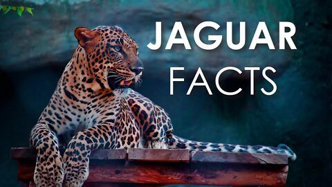 FACTS ABOUT JAGUARS | JAGUAR CATS | WILDLIFE ANIMALS | BIG CATS | ANIMALS