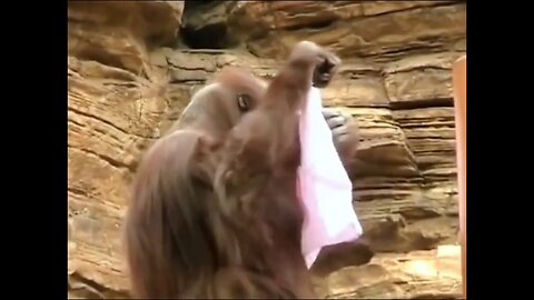 chimpanzee combing his hair