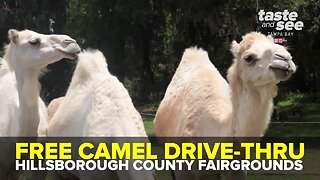 Camel Drive-Thru | We're Open