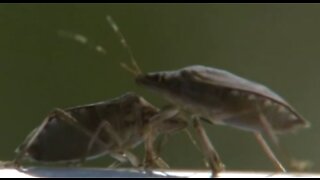 Martin County Department of Health issues advisory over mosquito-borne illness