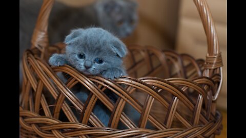 Very Cute Baby Cat Voice Cutest Funny Cat Videos Kittens Compilation, linda voz de gatito, chaton