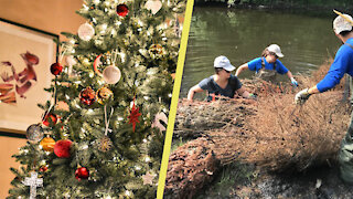 Donated Christmas trees are being used to strengthen our waterways