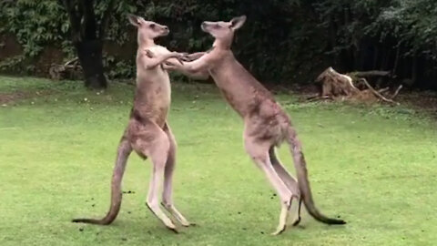 Kangaroo Boxing 🥊| Kangaroo Wrestling | Kangaroo Fights Clubs | Funny Animals Fights | Cutest Pets