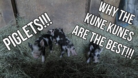 Kune Kune Babies/ Breeding/ Why The Kune Kunes Are The Best!!!