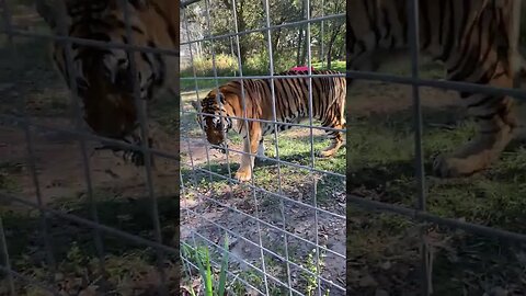 Kali Tiger Proudly Strutting Her Stuff Showing off the Pineapple Keeper Sarah Gave Her
