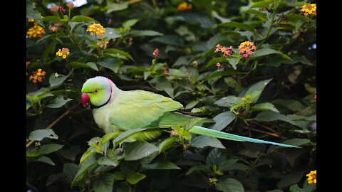 Funniest parrot 🦜🦜 funny parrot talking video