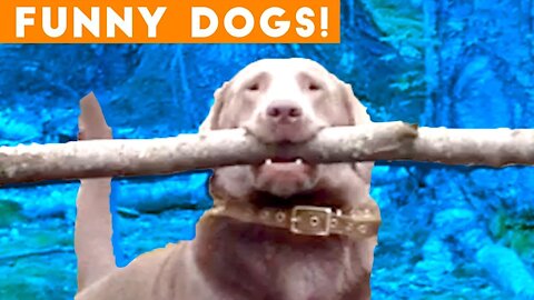 cute puppy playing | dogs funny videos 2021