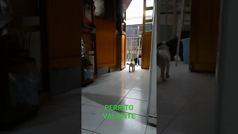 Perrito enfrenta a Gato Negro