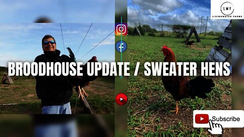 GAMEFOWL Gamefarm BROODhouse UPDATE / Sweater Hens