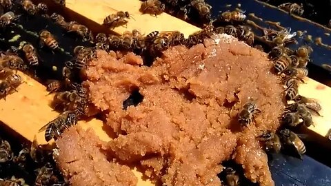 Comment procéder le nourrissement des abeilles, @univers.apiculture
