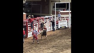 Bull Riding at the Calgary Stampede