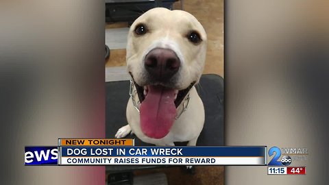 Police need help finding Taffy the dog who went missing after car accident