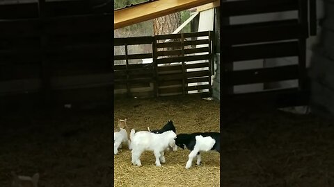 #goats #babygoat #farmanimals #cuteanimals #babyanimals #homesteading #farmlife #homesteadlife