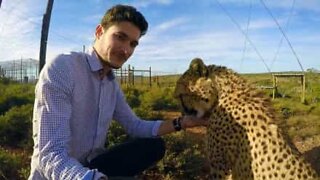 Cheetah loves to be petted