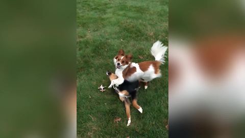 Two Dogs Playing Fetch In Slow Motion