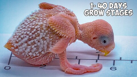 How baby Budgie grows up? From Hatching to Hand Feeding