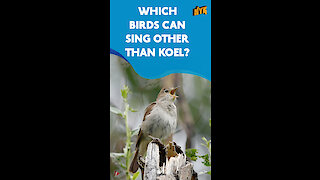 What Are Songbirds?