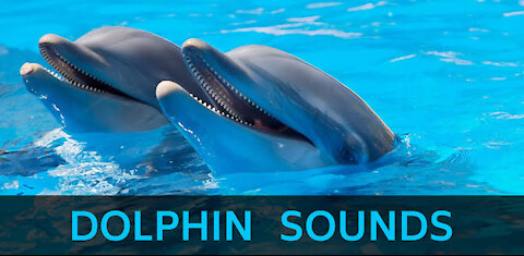 Dolphin Sounds