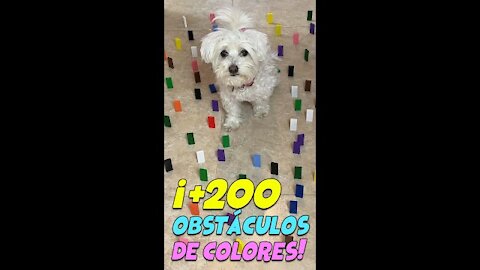 Perro vs +200 piezas de colores 🐶 anima dogs #shorts