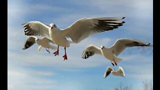 Seagulls attack woman on the beach