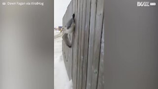 Cette mouette est coincée dans une clôture en bois