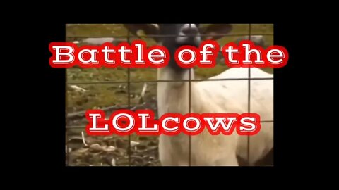 Battle or the LOLcows #shorts