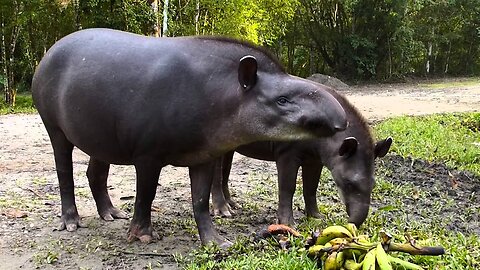 Lowland tapir, Tapirus terrestris