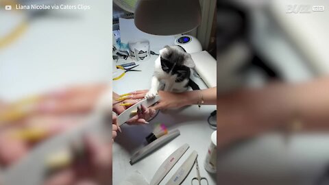 Gato ajuda nos trabalhos de manicure!