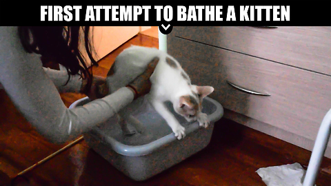 First Attempt to Bathe a Kitten