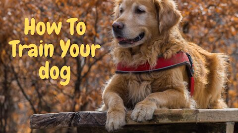 How To Train Your Dog -TOP 10 Essential Commands Every Dog Should Know!