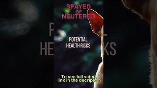 2023 Spayed / Neutered. What You Need to Know #shorts