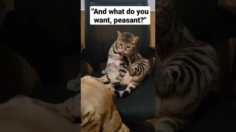 Bengal cat cleans herself, then sees the camera and does this...