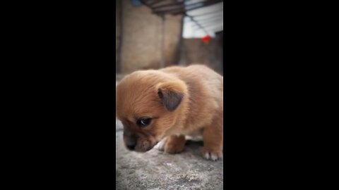 The most adorable puppy EVER!
